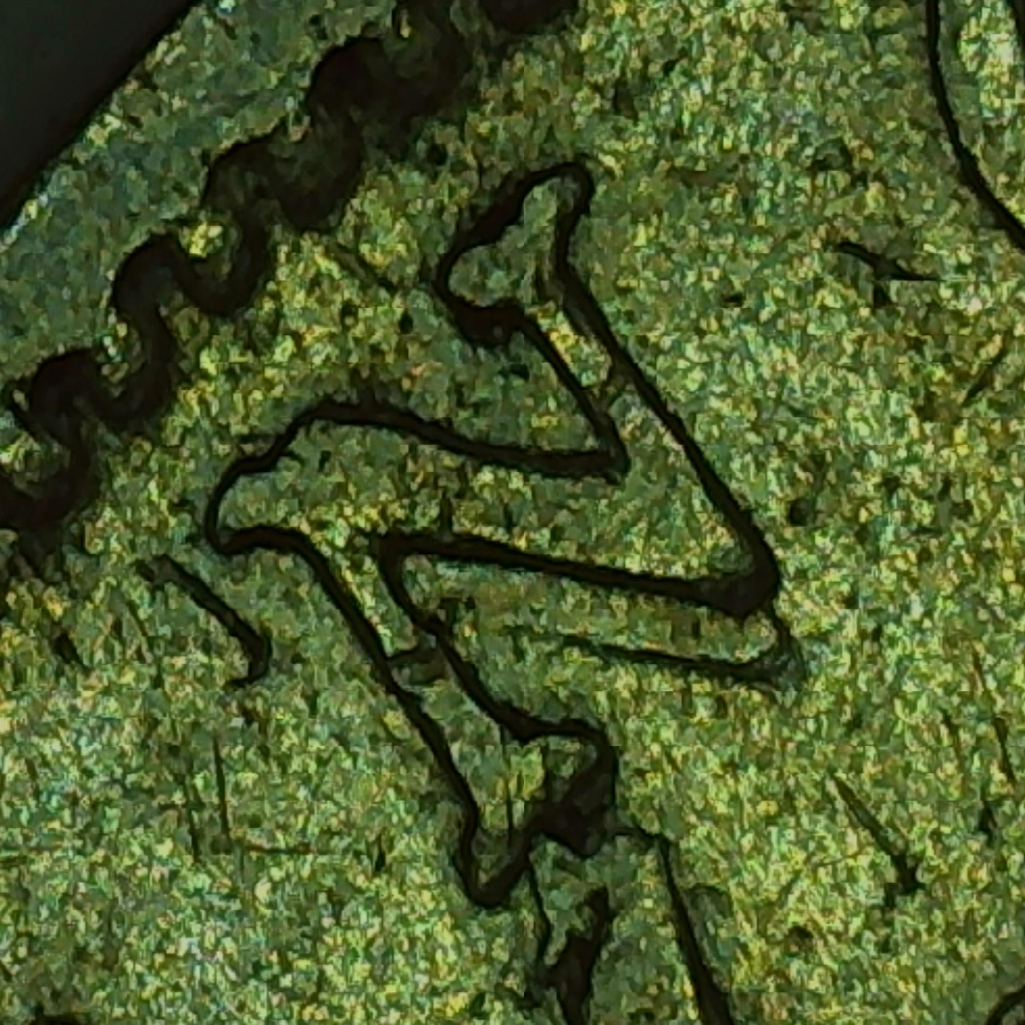 sena coins